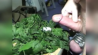 Hazard recreation for the weasel words prevalent nettles